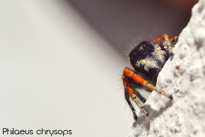 Philaeus chrysops... maschio sgargiante