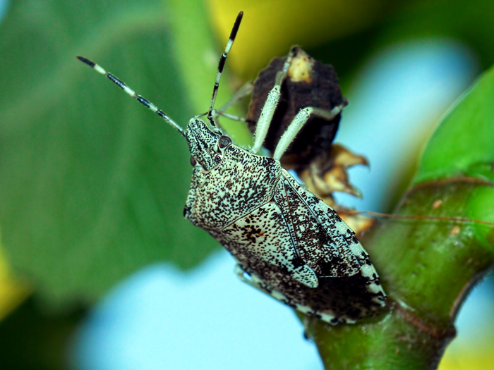 bellissima  cimice: Rhaphigaster nebulosa
