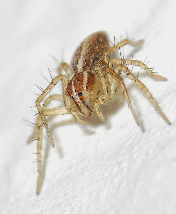 Euophrys rufibarbis; Oxyopes sp.