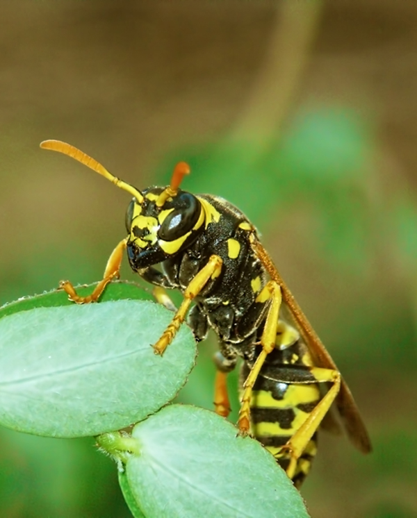 polistes dominula