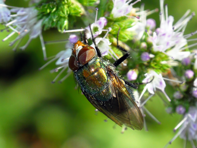 mosca strana  ...Calliphoridae, maschio di Rhyncomya sp.