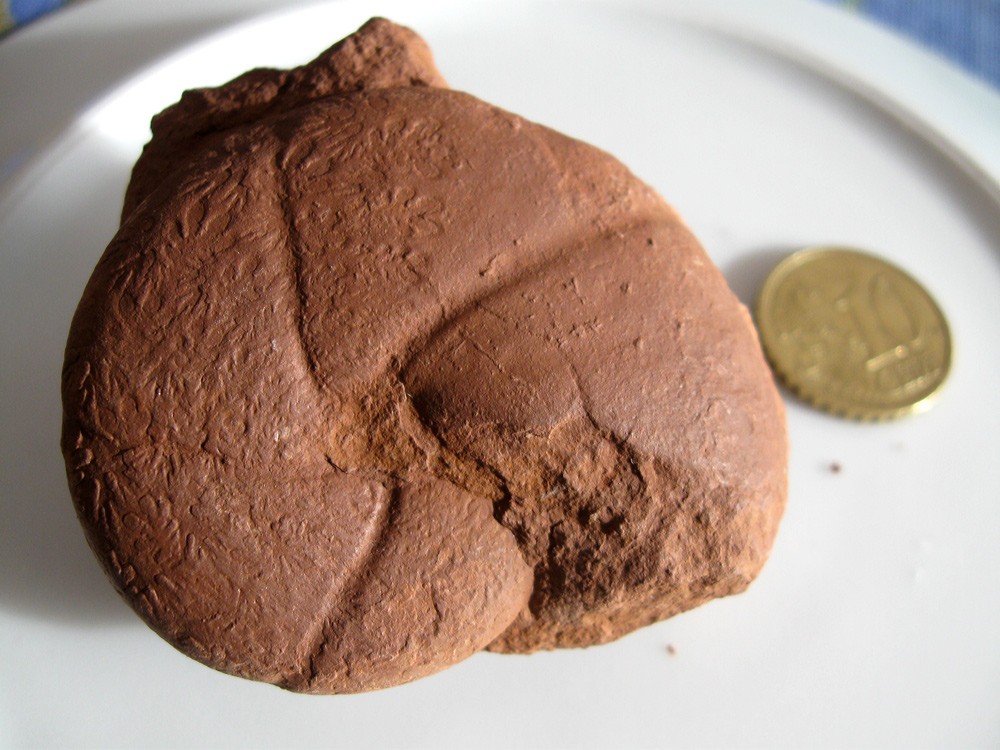 Ammonite?