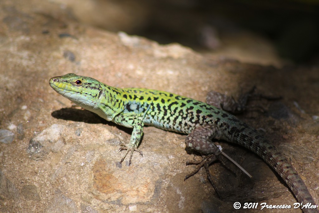 Alcune Podarcis 