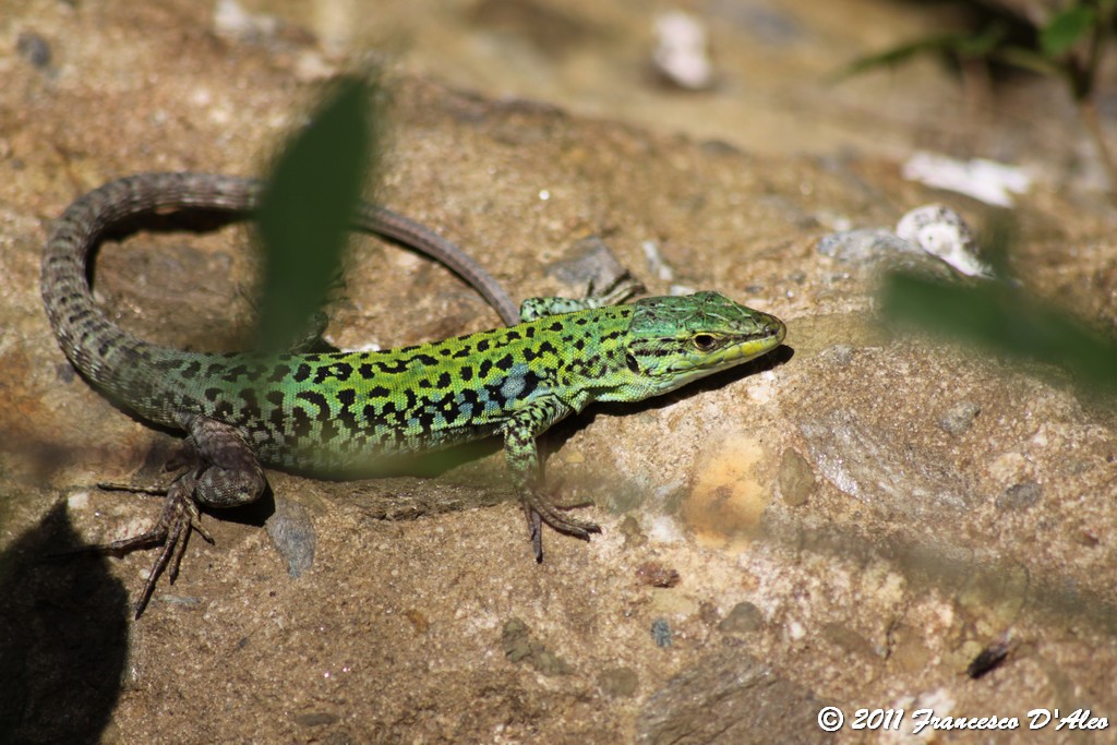 Alcune Podarcis 