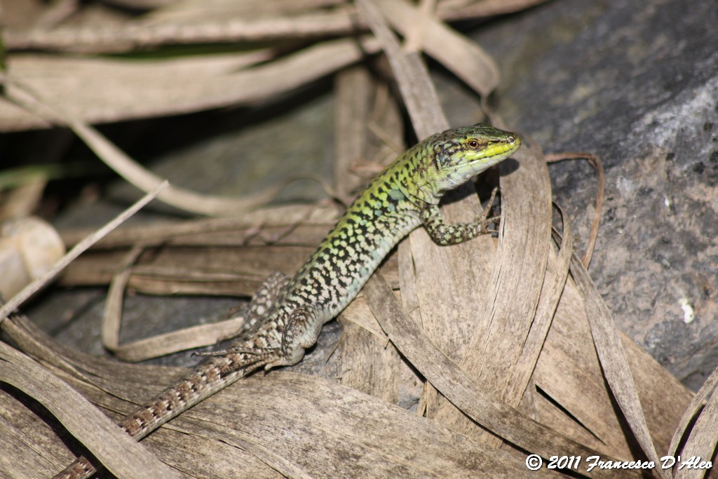 Alcune Podarcis 