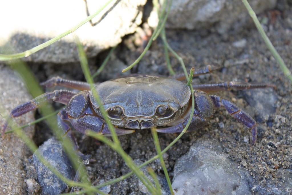 Potamon fluviatile