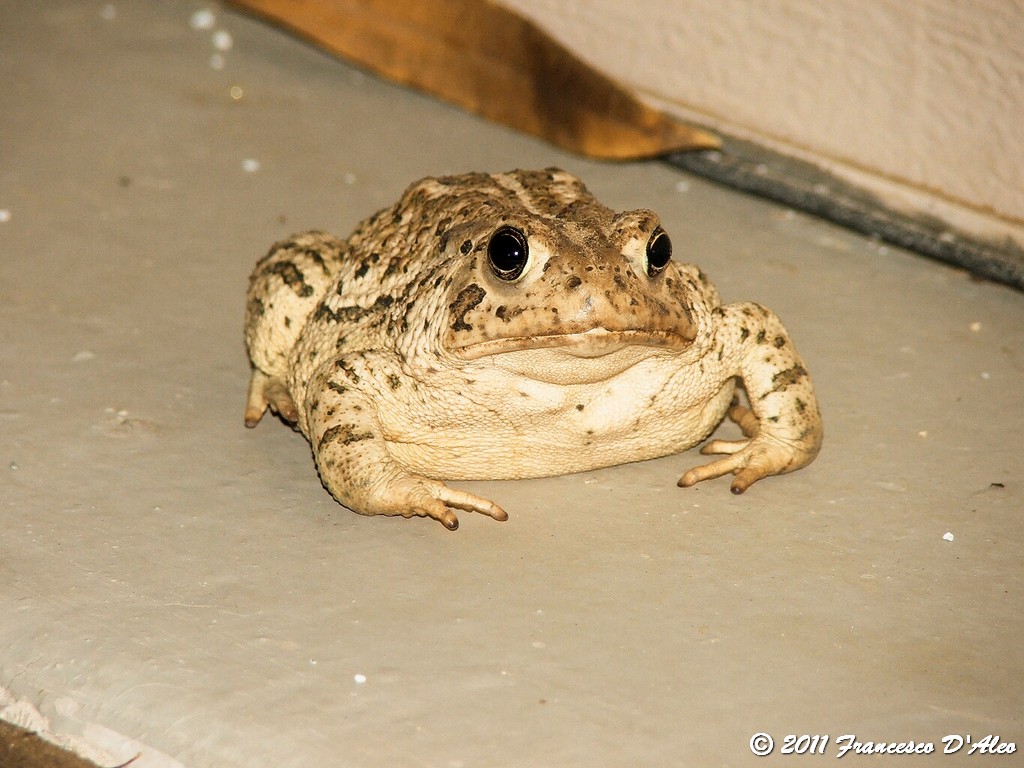 O.T Bufo alvarius