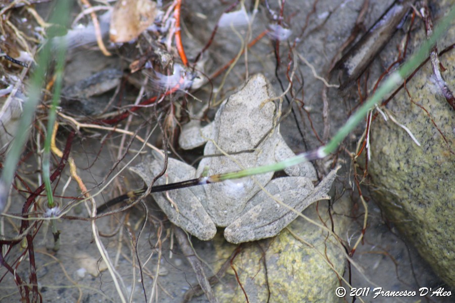 Rana dalmatina? graeca? Rana italica