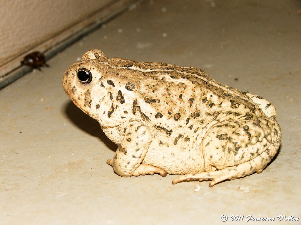 O.T Bufo alvarius