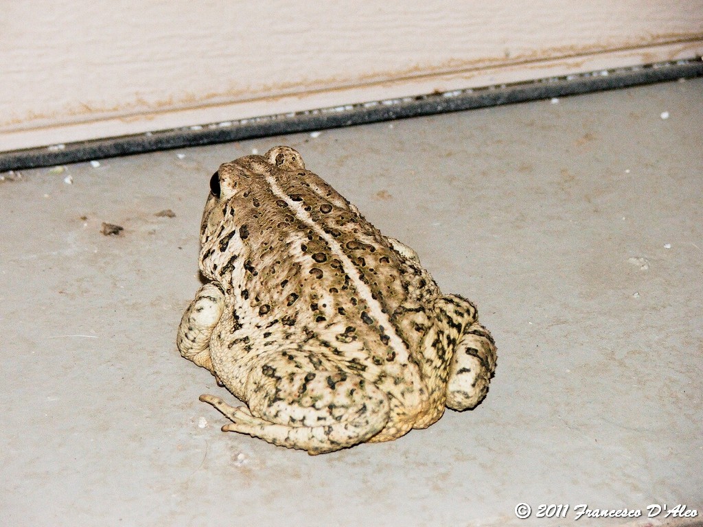 O.T Bufo alvarius