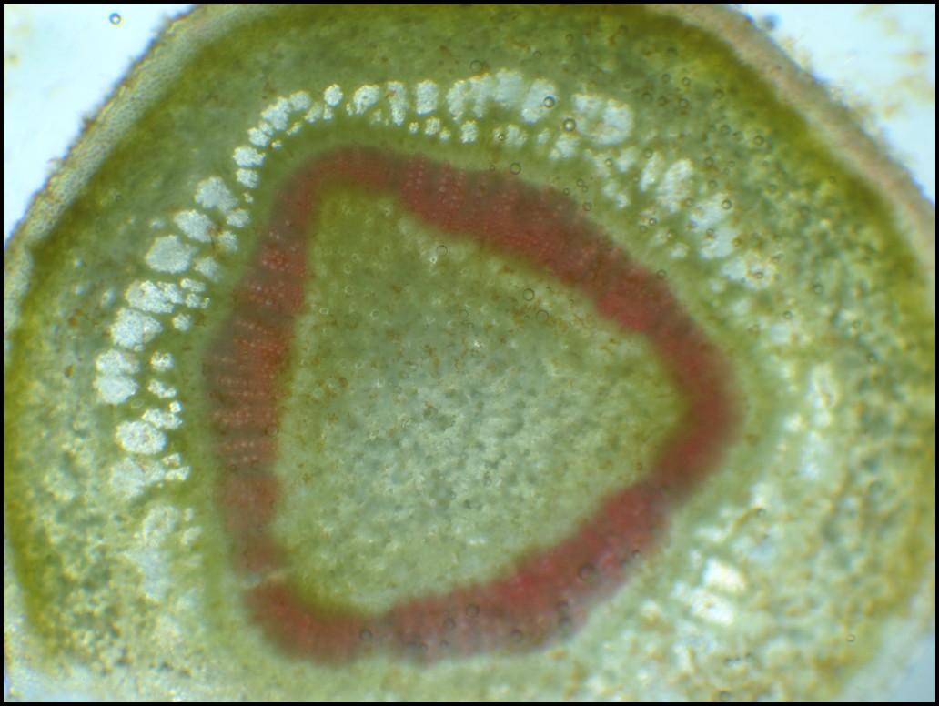 Struttura primaria del fusto di Nerium oleander (Oleandro)