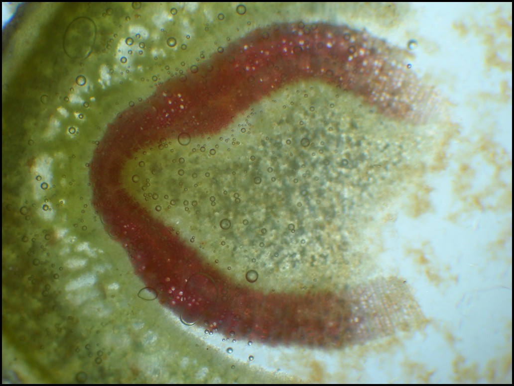 Struttura primaria del fusto di Nerium oleander (Oleandro)