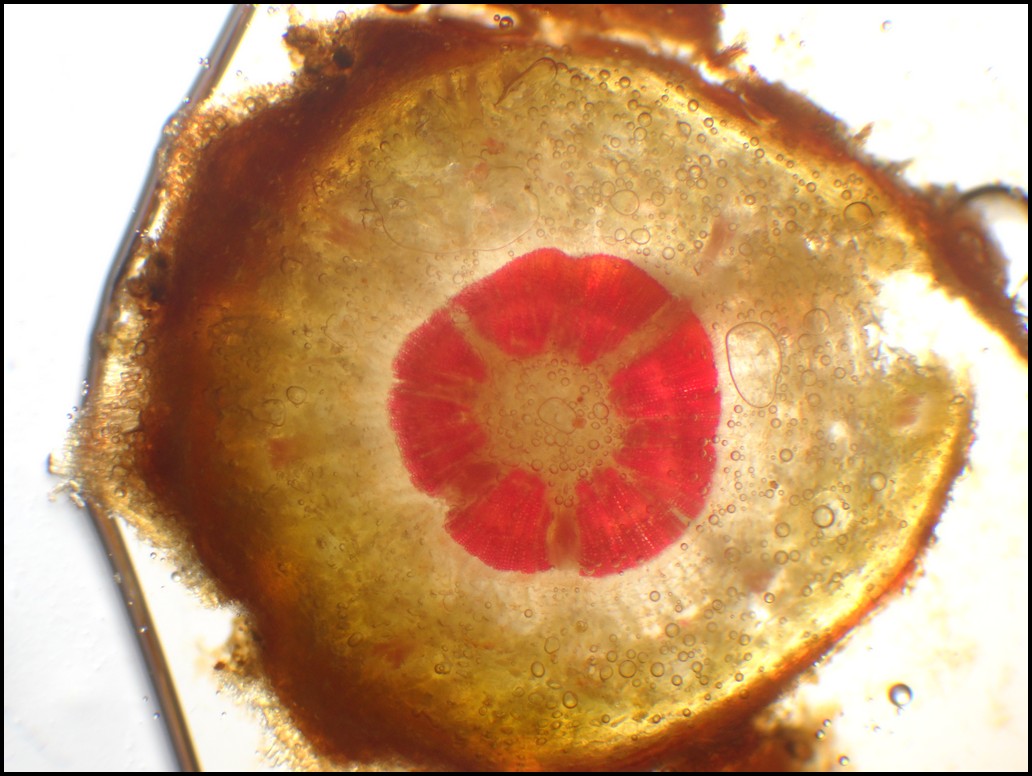 Struttura microscopica della stele di Cedrus atlantica