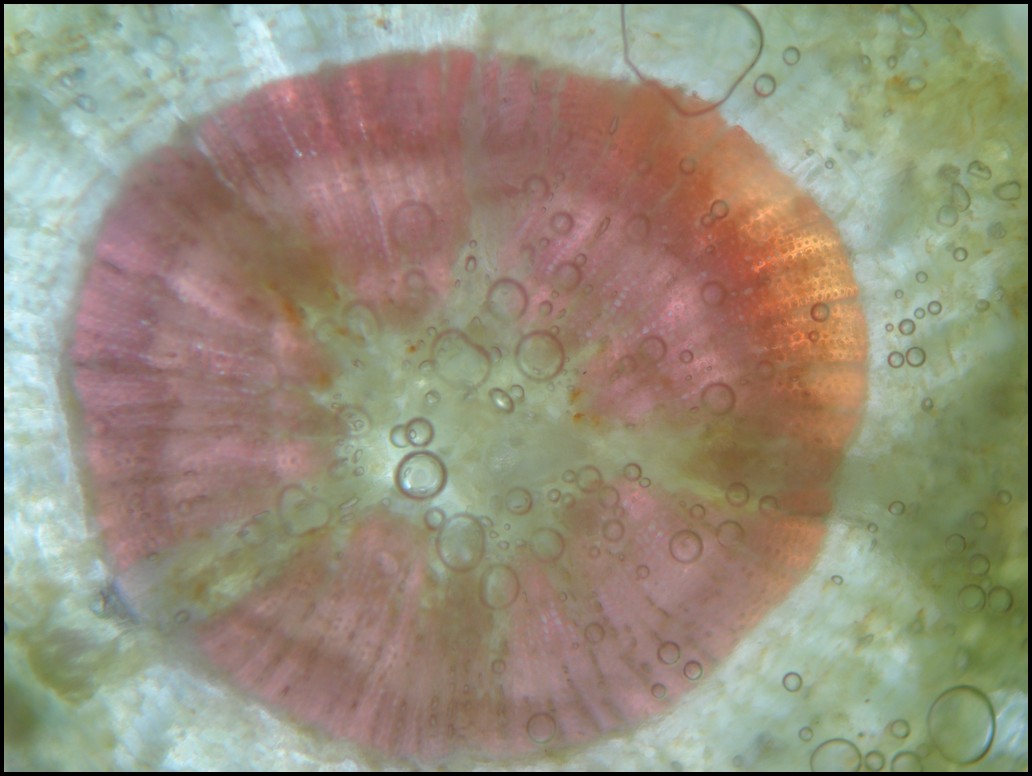 Struttura microscopica della stele di Cedrus atlantica