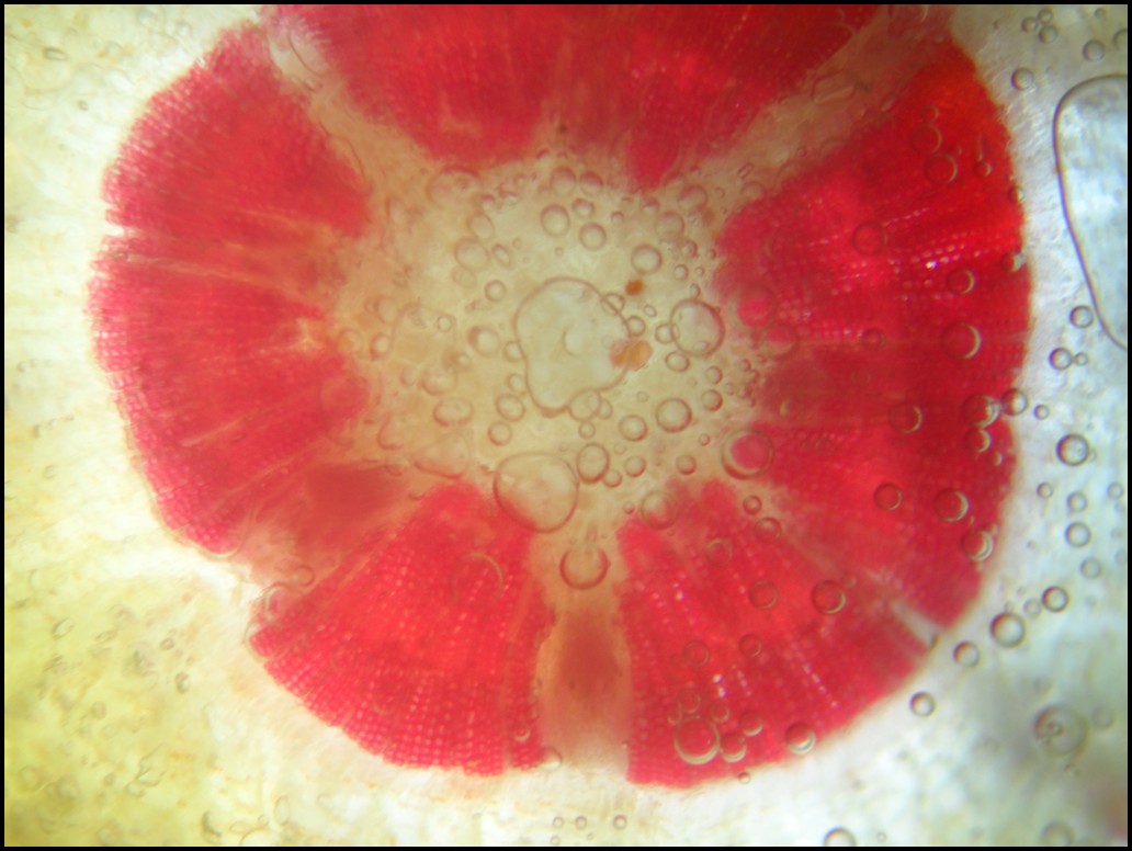 Struttura microscopica della stele di Cedrus atlantica