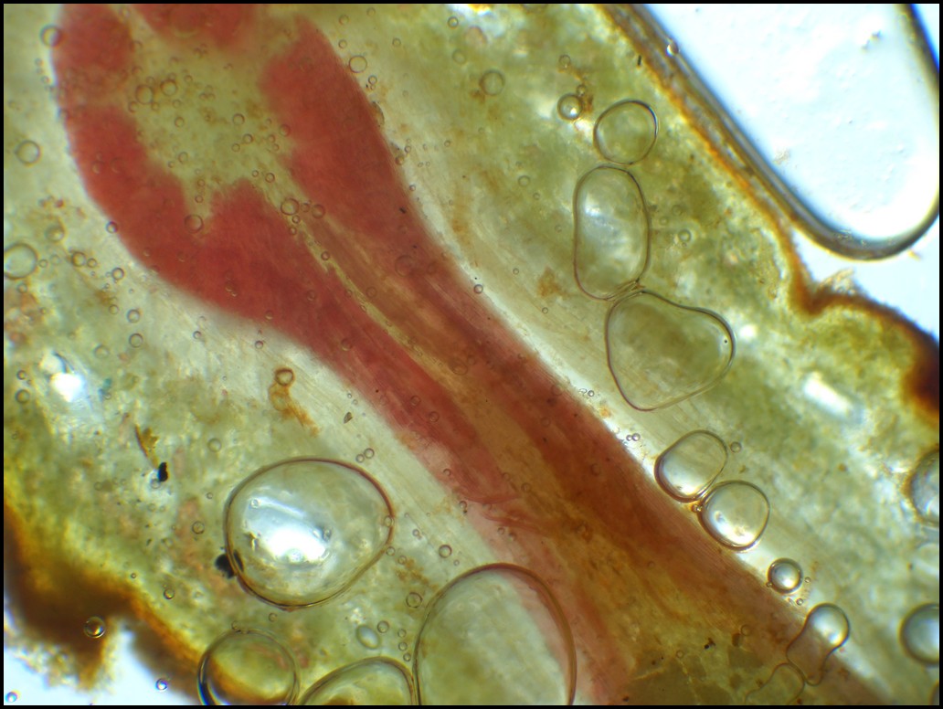 Struttura microscopica della stele di Cedrus atlantica