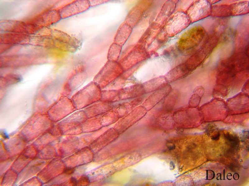 Ceramium: struttura microscopica