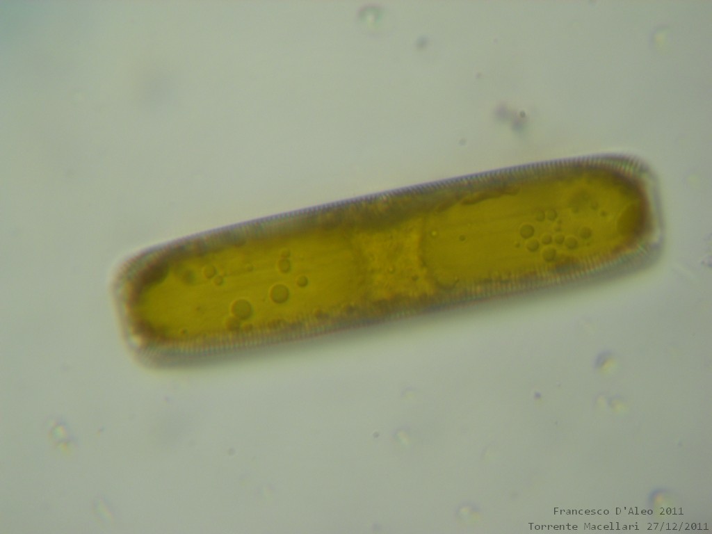 Pinnularia