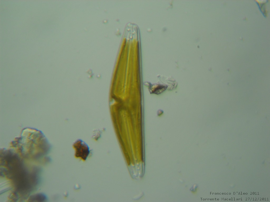 Cymbella sp.