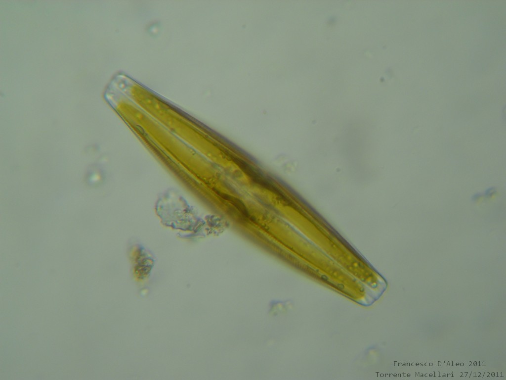 Cymbella sp.