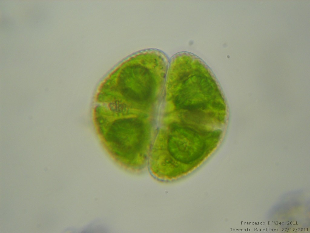Cosmarium botrytis