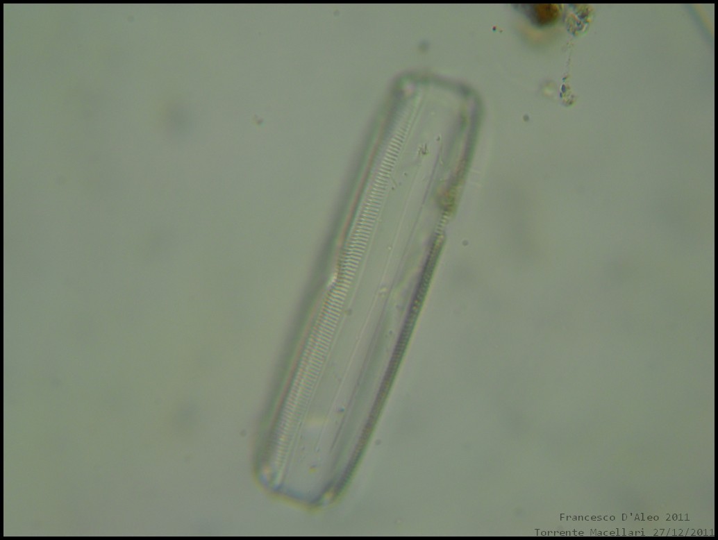 Pinnularia