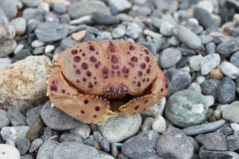 Calappa granulata