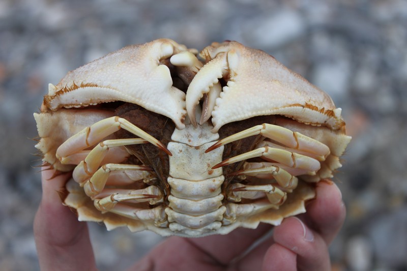 Calappa granulata