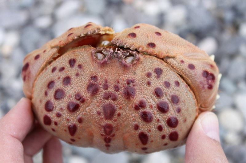 Calappa granulata