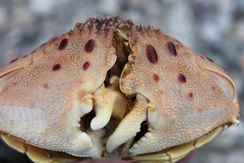 Calappa granulata