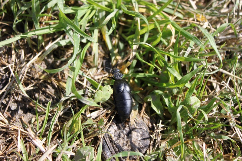 Meloe cfr tuccius