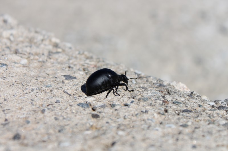 Meloe cfr tuccius