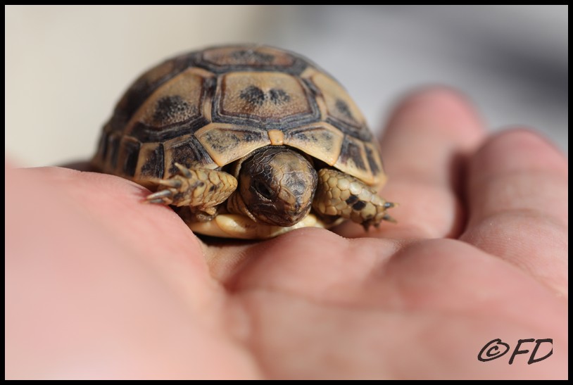 Testudo graeca autoctona calabrese?