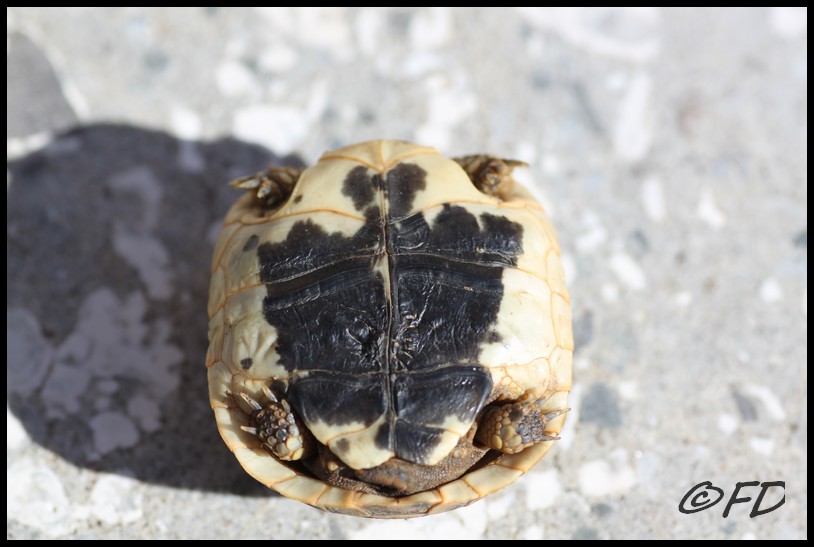 Testudo graeca autoctona calabrese?