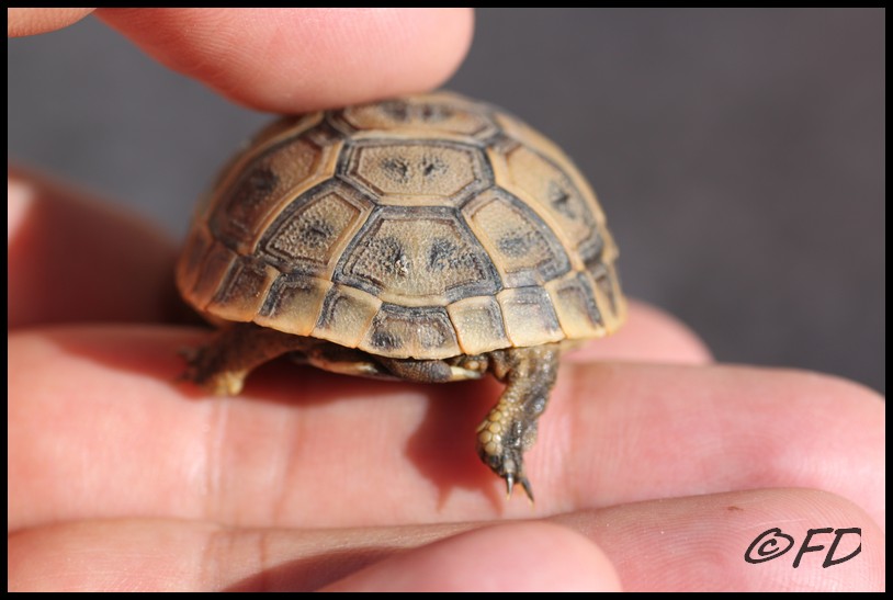 Testudo graeca autoctona calabrese?