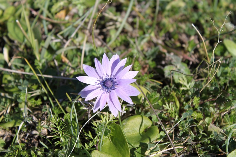 Anemone hortensis