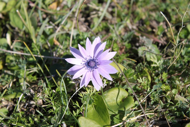 Anemone hortensis