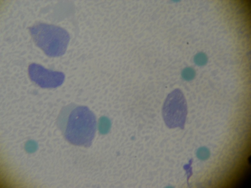 NUOVO MICROSCOPIO ZEISS