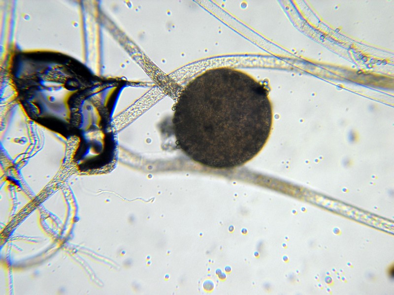 Rhizopus stolonifer