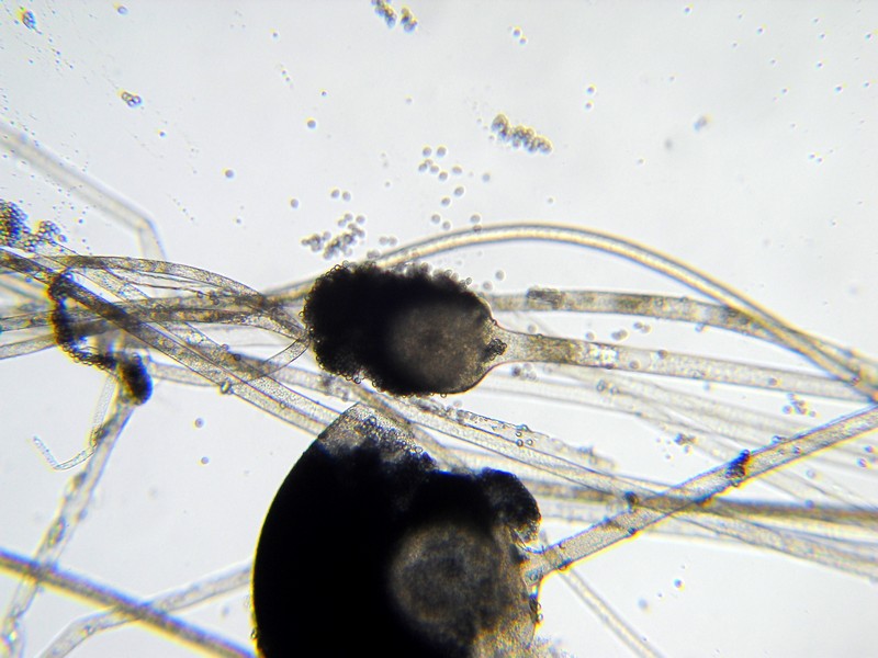 Rhizopus stolonifer