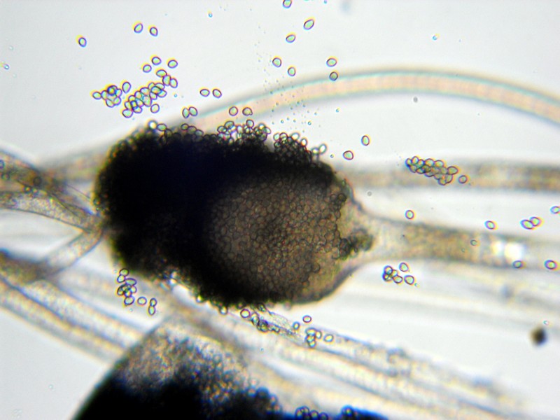 Rhizopus stolonifer