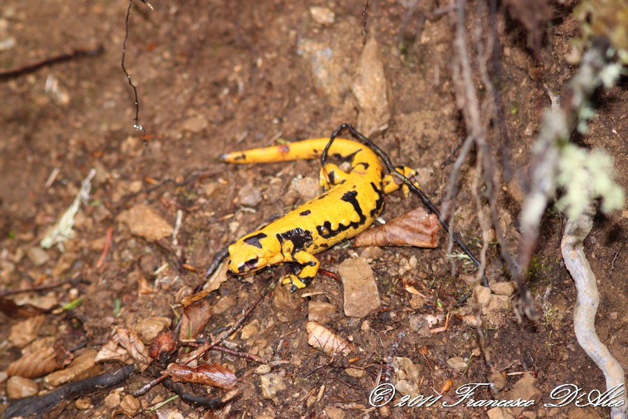 Un venerdi Salamandrico... Salamandra salamandra gigliolii
