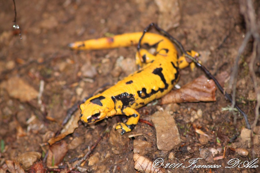 Un venerdi Salamandrico... Salamandra salamandra gigliolii