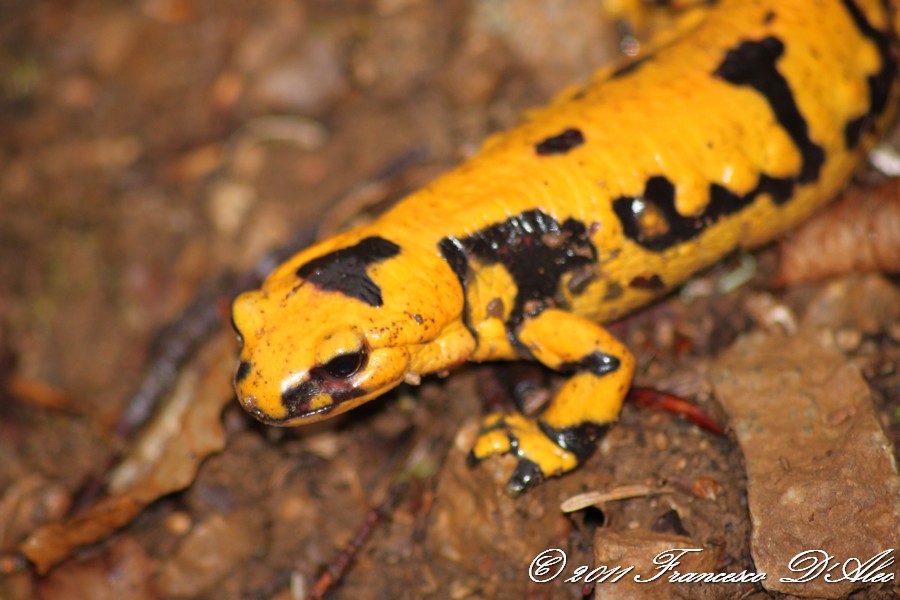 Un venerdi Salamandrico... Salamandra salamandra gigliolii