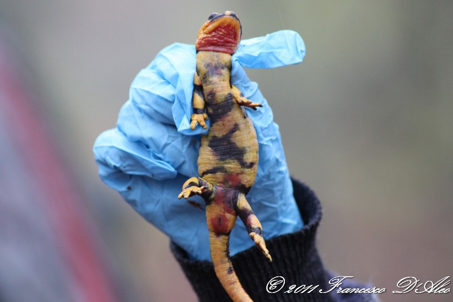Un venerdi Salamandrico... Salamandra salamandra gigliolii