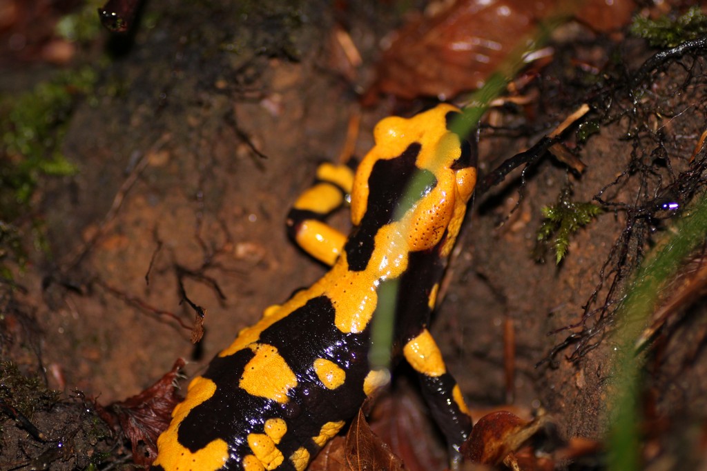 Le prime della stagione... Salamandra salamandra gigliolii