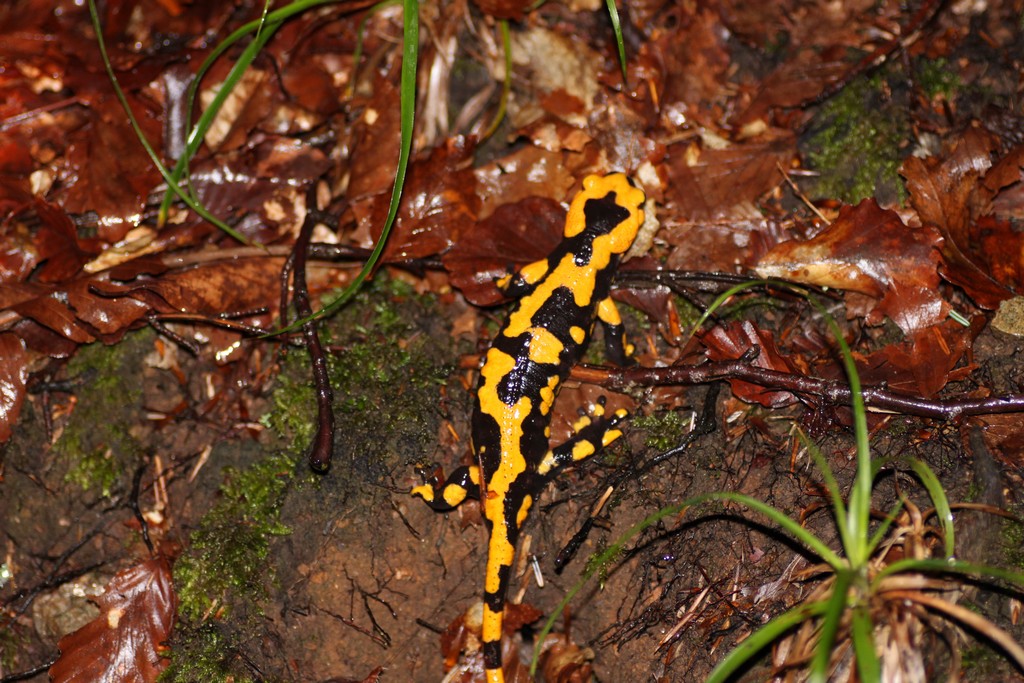Le prime della stagione... Salamandra salamandra gigliolii