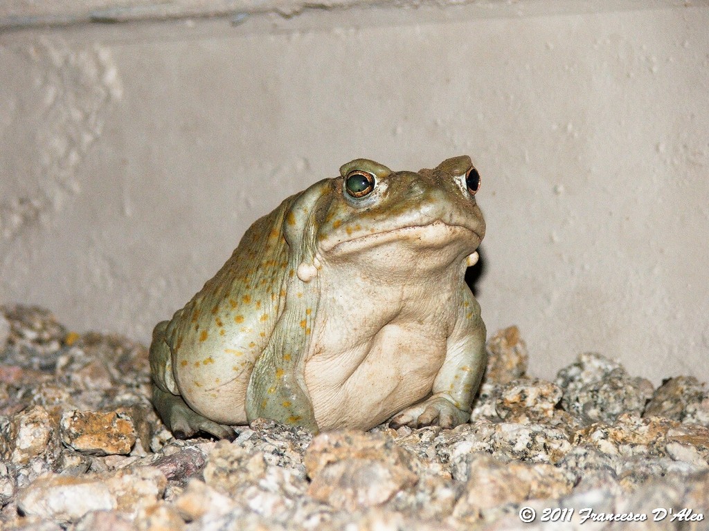 O.T Bufo alvarius