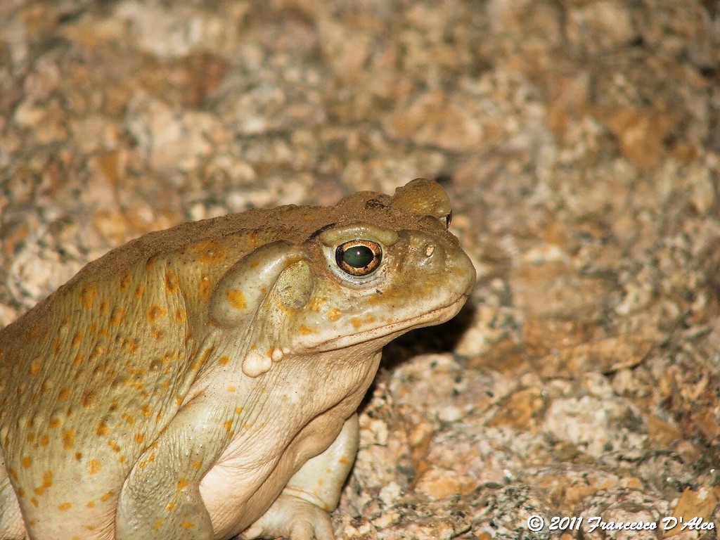 O.T Bufo alvarius