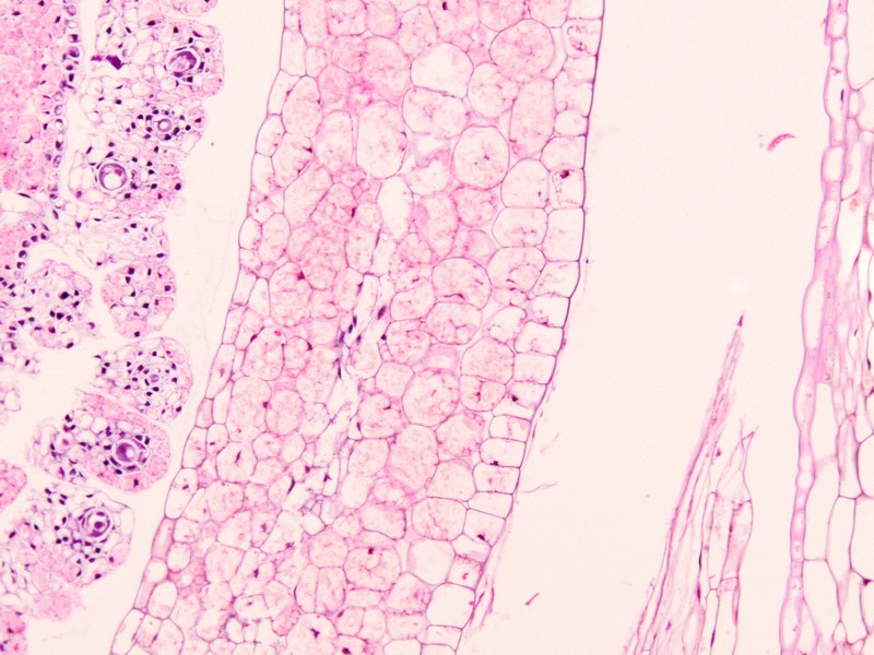 Istologia dell''ovario di Orobanche ramosa